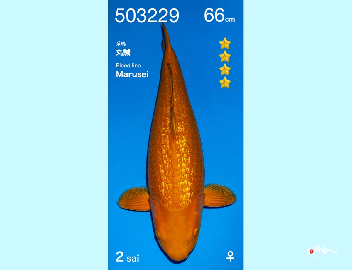 2Y GR Chagoi Female (Ogata)