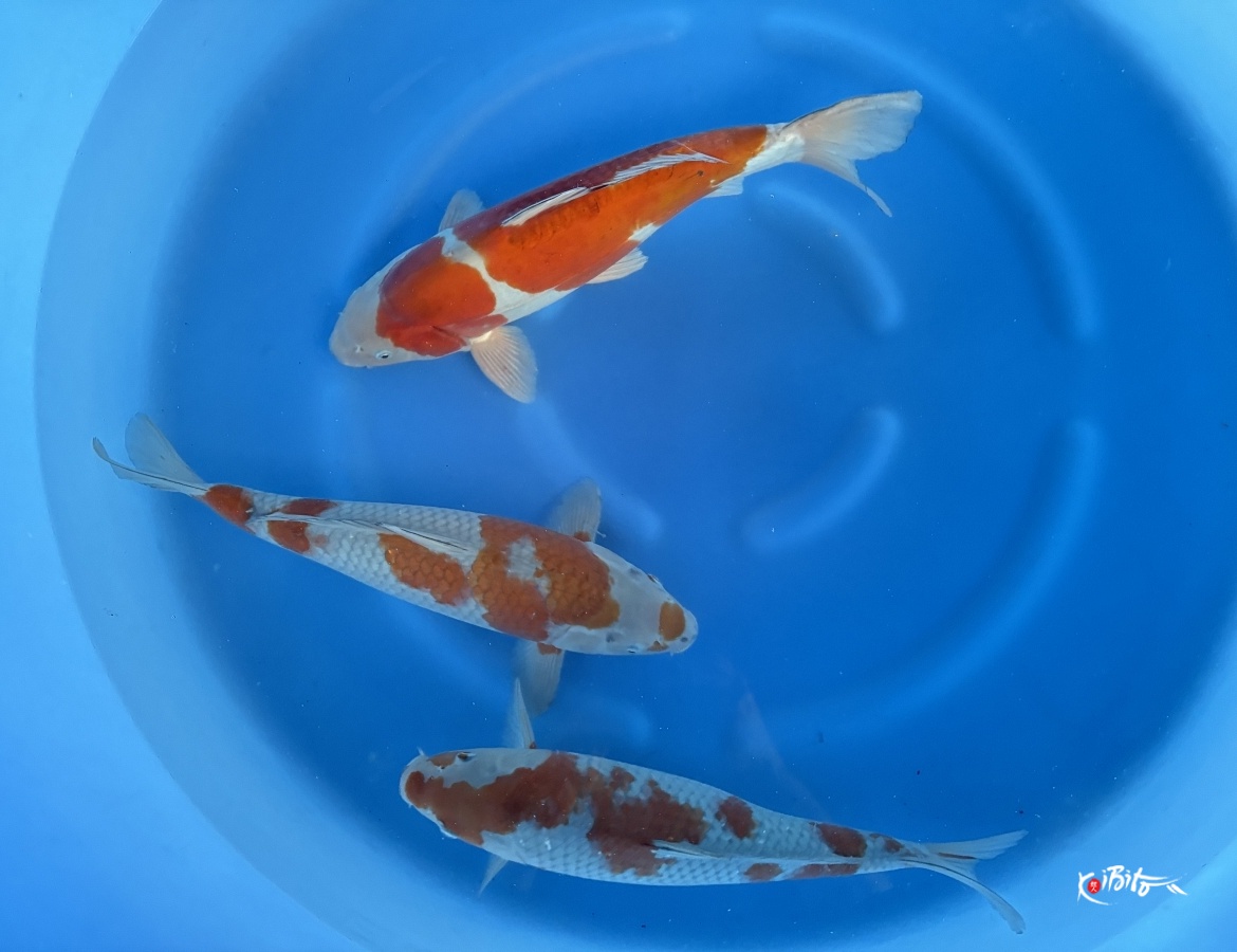 WYSIWYG Sansai Ochiba 3pcs (Yamazaki (Yamasan))