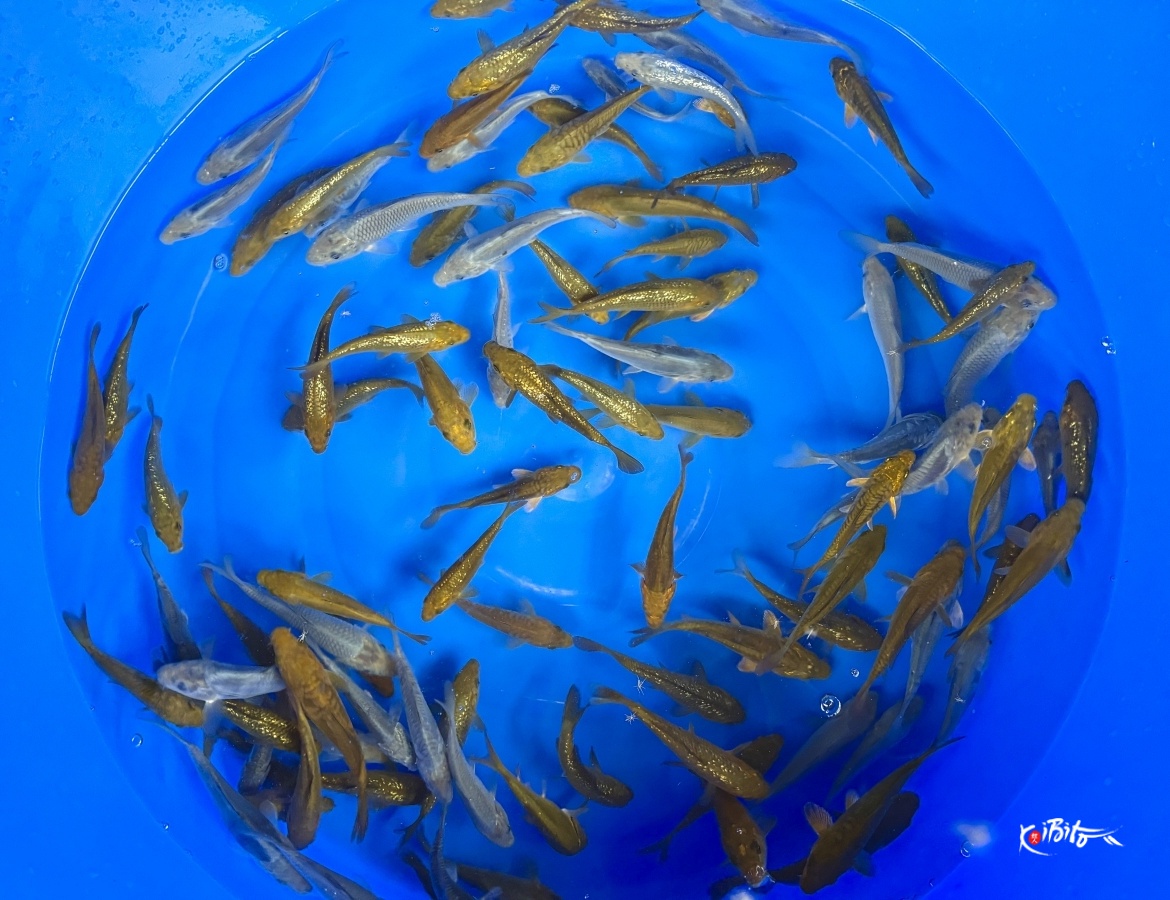 Tosai Chagoi Soragoi Mix : 10-17 cm (Sample) (Takatatsu)