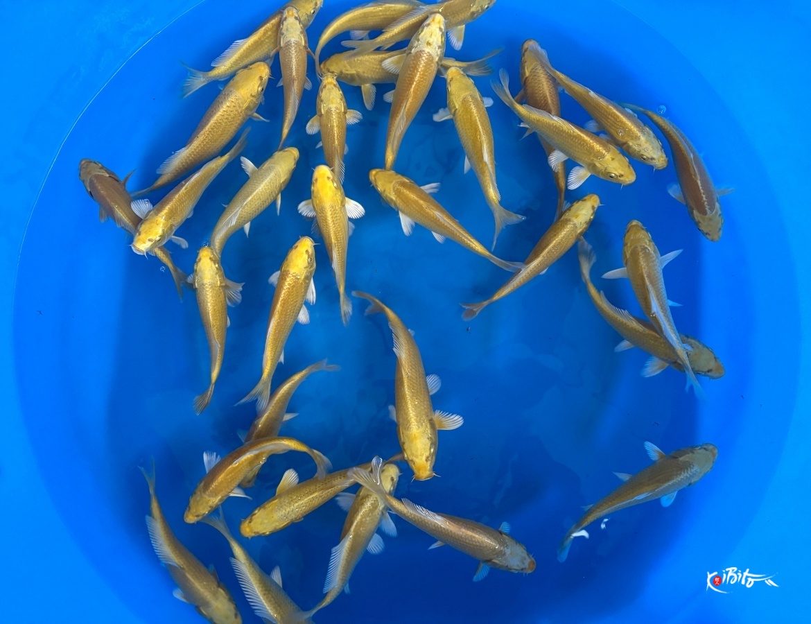 Tosai Yamabuki : 16-20 cm (Sample) (Izumiya)