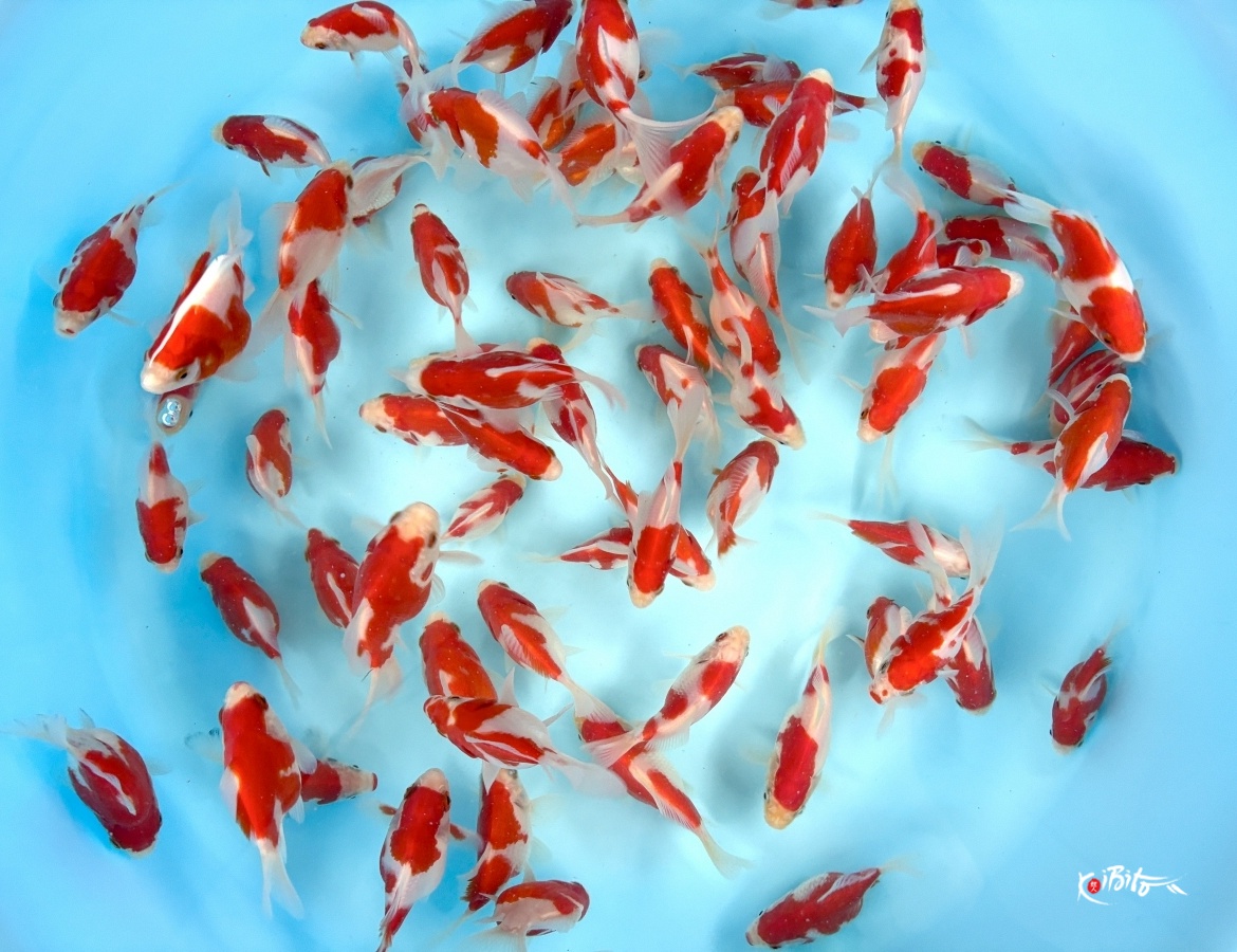 Tosai Tamasaba High Quality : 6-10 cm (Sample) (Marushin)