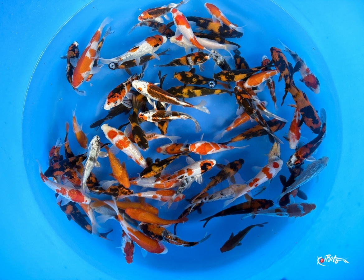 Tosai Better Quality Mix : 14-18 cm (Sample) (Yagoro)