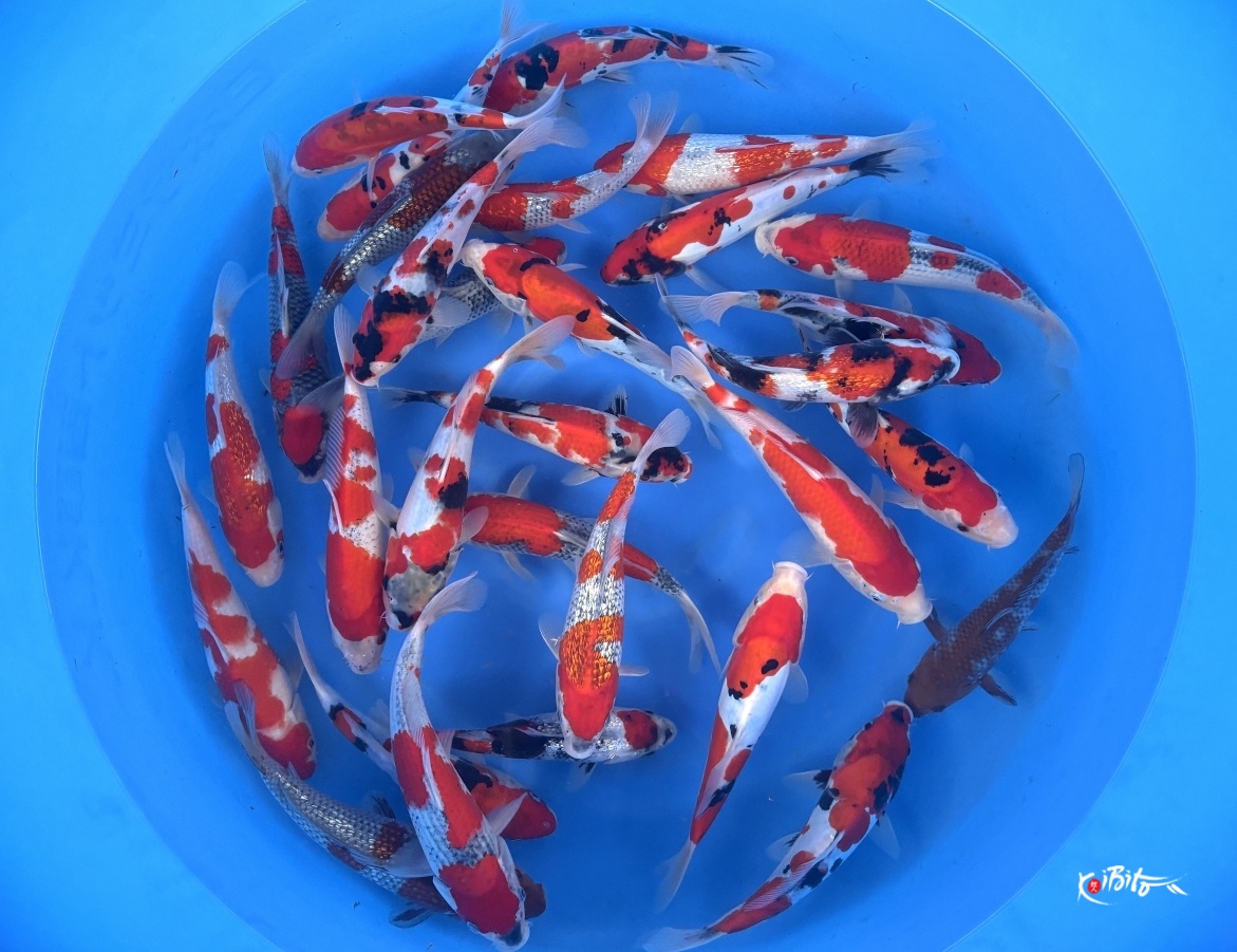-Limited Available- Tosai Tateshita Mix :  22-26 cm (Sample) (Conias (Hiroi/Yozen))