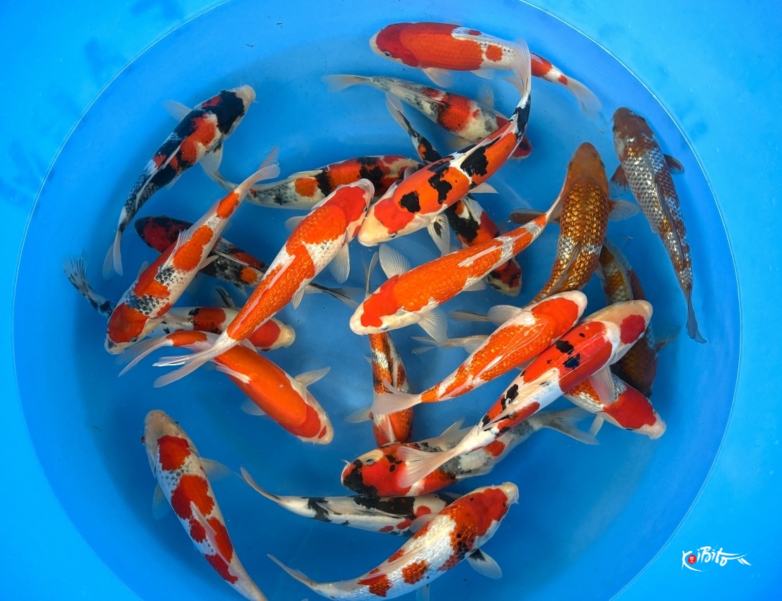 -Limited Available- Tosai Tateshita Mix :  25-30 cm (Sample) (Conias (Hiroi/Yozen))