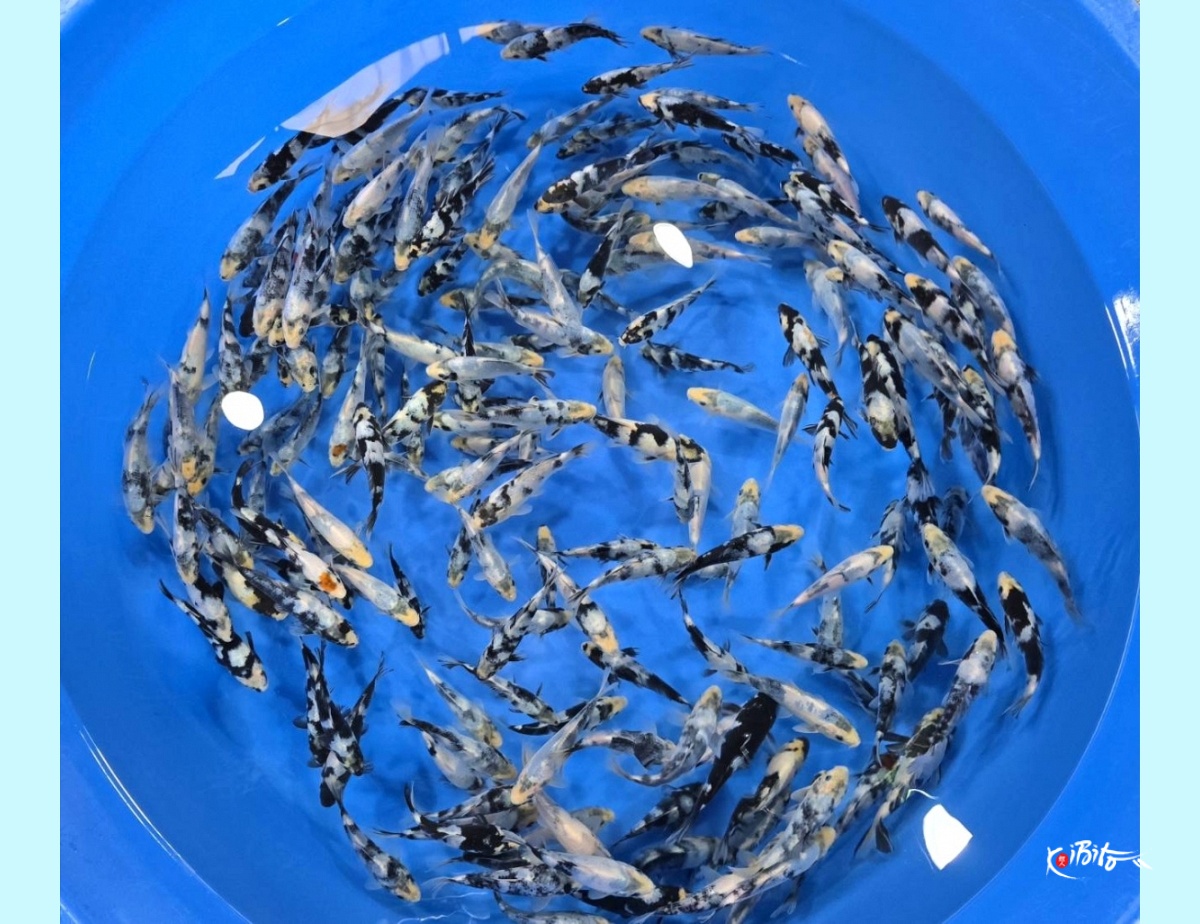 Special offer: 1Y Shiro Utsuri / 200 pcs / Total 5 Boxes (Omosako)