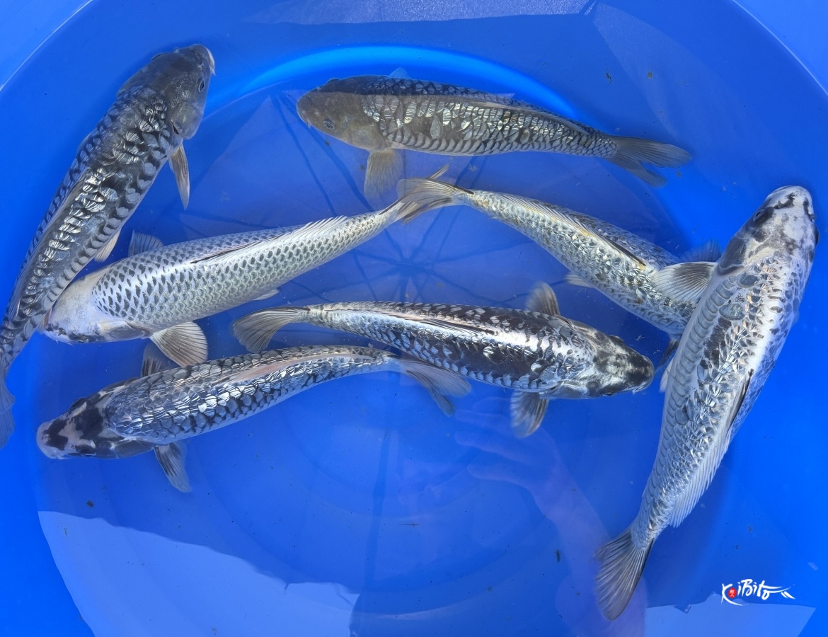 2Y Aragoke / Kawarigoi Mix WYSIWYG (Takatatsu)