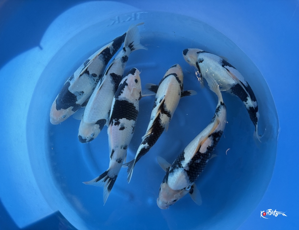 WYSIWYG 2Y Shiro utsuri x 6pcs (NND)