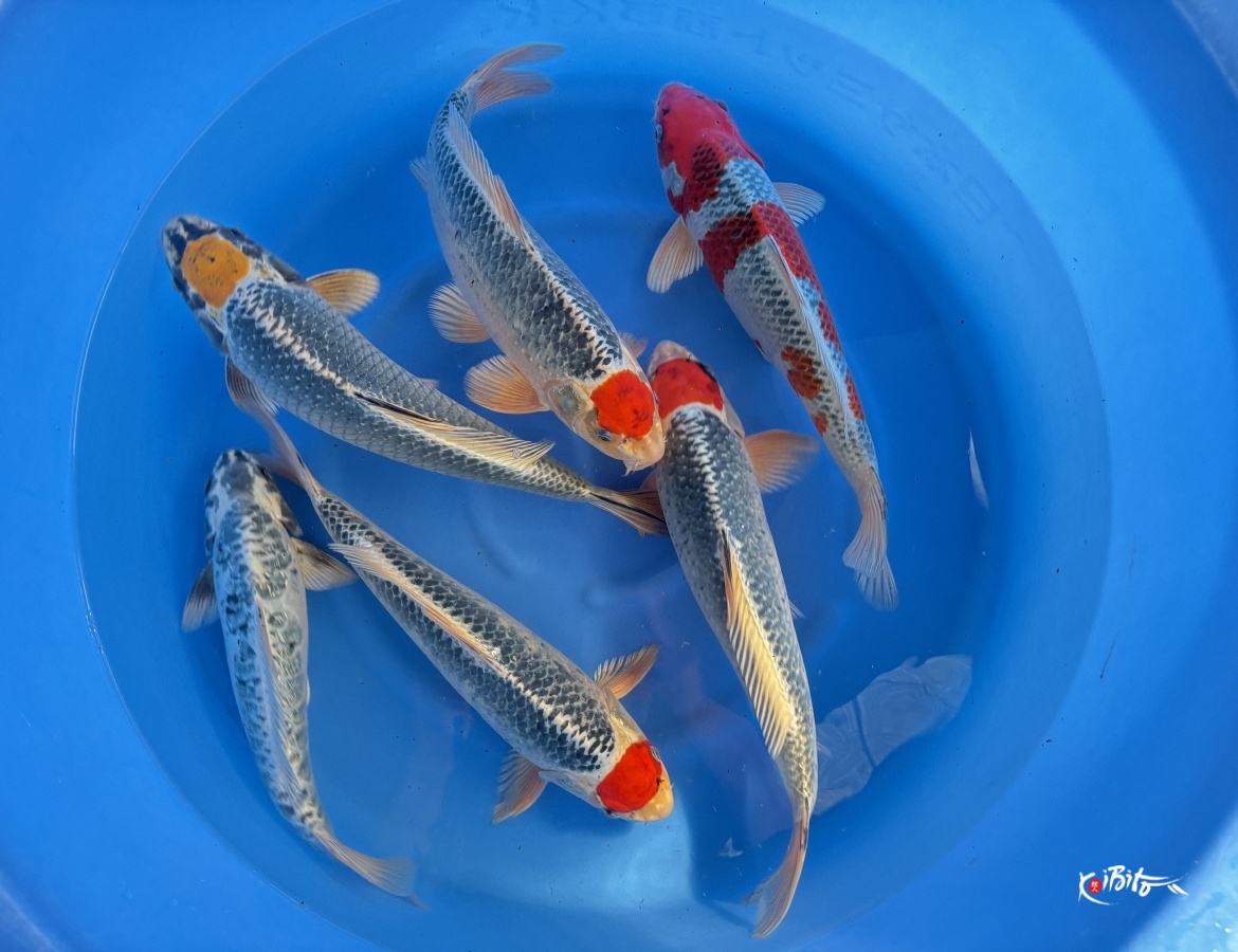 WYSIWYG Nisai mix x 6pcs (Miyatora)
