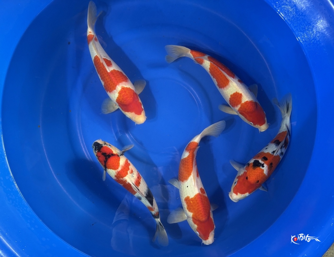 WYSIWYG 2Y Gosanke mix x 5pcs (Marujyu)