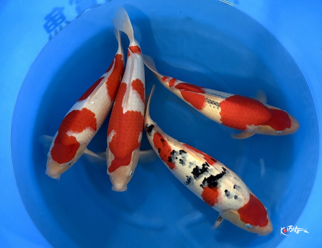 WYSIWYG 2Y Male Selected Mix x 4pcs (Odakan)