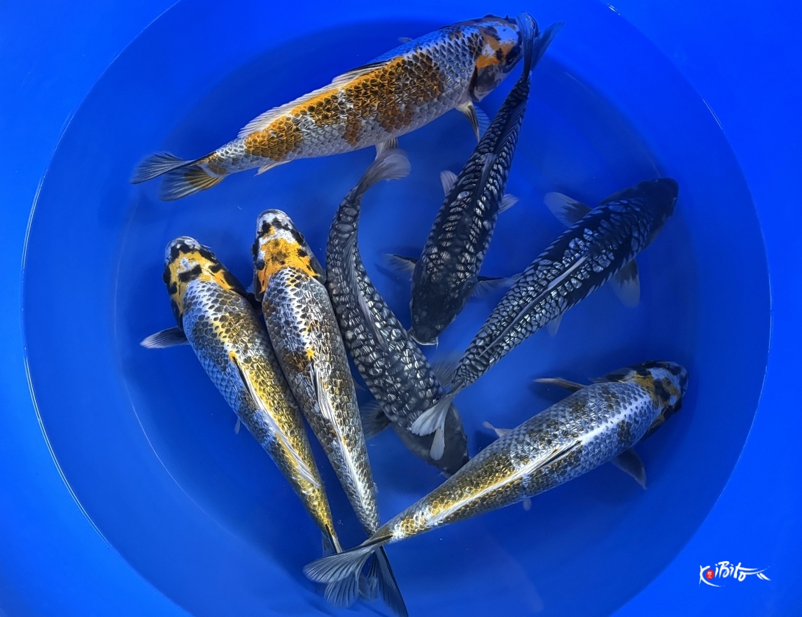 WYSIWYG 2Y Kawari Mix x 7pcs (Takatatsu)