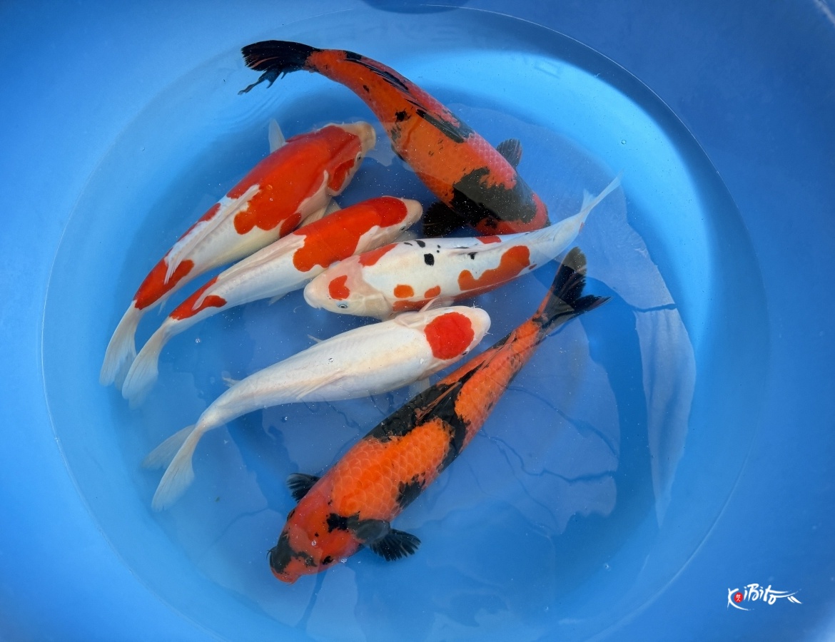 2Y Doitsu T Kohaku, Doitsu Sanke, Doitsu Kohaku, Hi Utsuri (Shinoda)