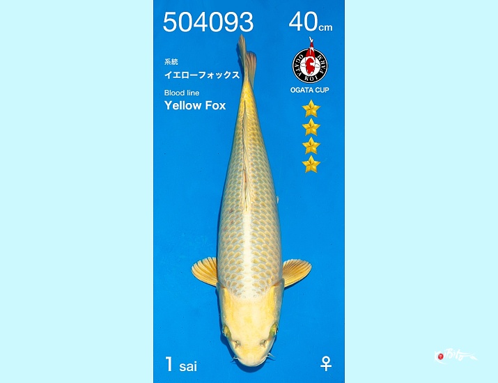 1Y Yellow Fox SFF Female ()