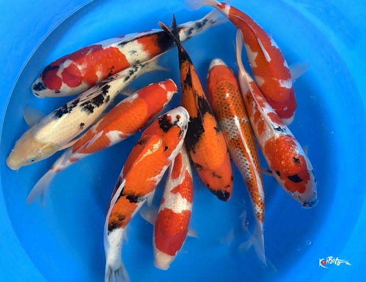 2sai Mix x 6pcs : 40-48 cm (Breeder's Pick ) (Yagoro)