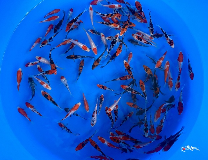 Tosai Doitsu Mix : 8-12 cm (Sample) ()