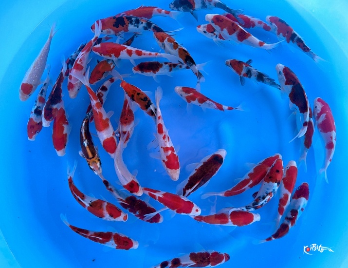 Tosai Better Quality Mix : 16-18 cm (Sample) ()