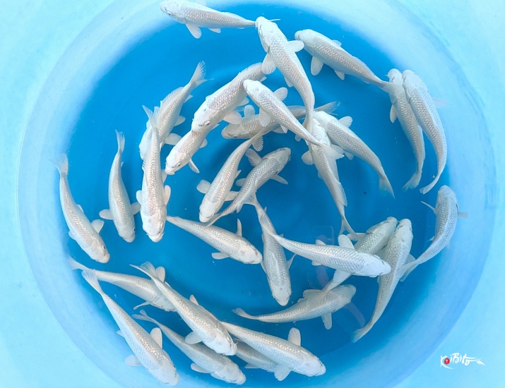 Tosai GR Platinum : 14-16cm (Sample) ()