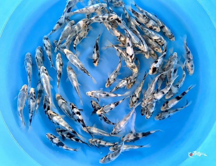 Tosai HQ Omosako Shiroutsuri : 12-15 cm (Sample) ()