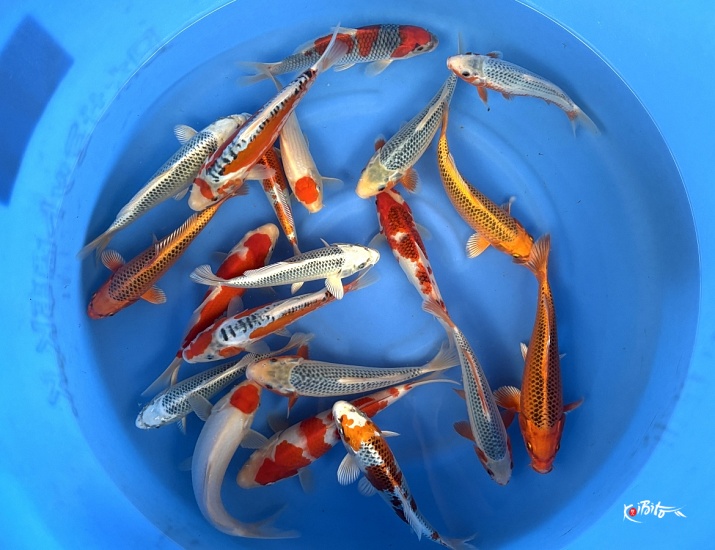 WYSIWYG Tosai Tateshita Mix Selected x 20pcs (Hosokai)
