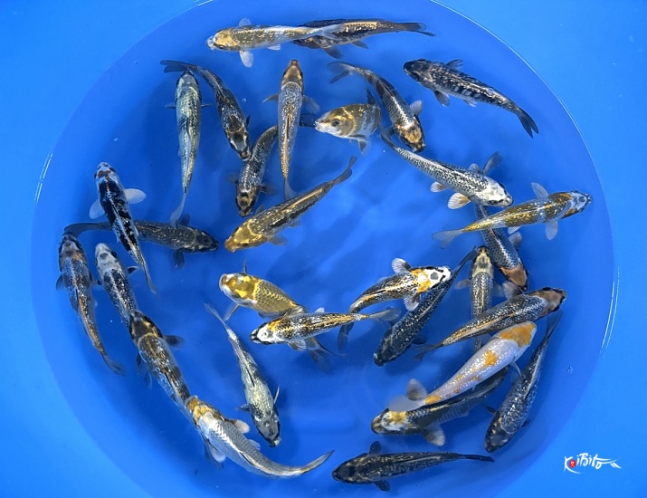 WYSIWYG Tosai Tateshita Kawari Selected x 30pcs (Ikarashi Toshinobu)