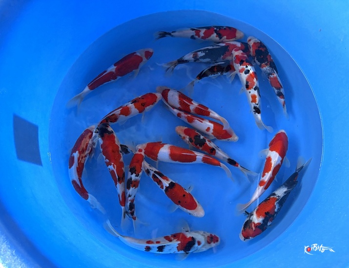 WYSIWYG Tosai tateshita mix 18pcs (including one breeder cer (Izumiya)