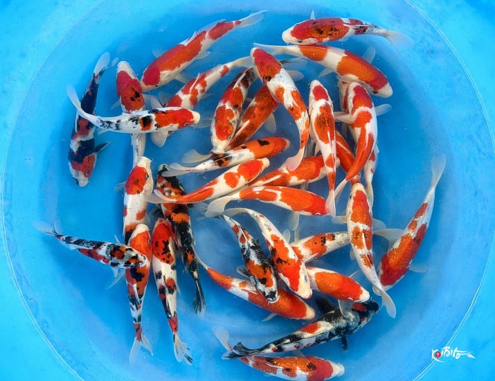 Small 2sai Gosanke and Koromo Mix : 20-25 cm (Sample) ()