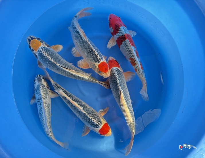 WYSIWYG Nisai mix x 6pcs (Miyatora)