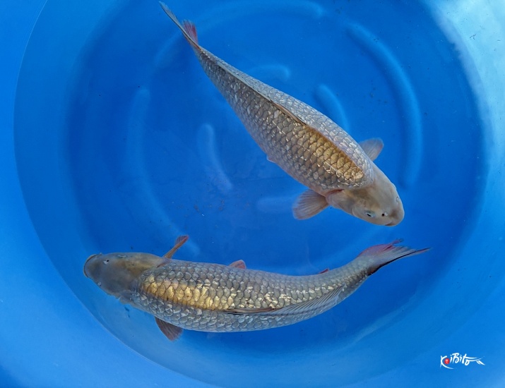 WYSIWYG 3Y Ginrin chagoi x 2pcs (Marudo)