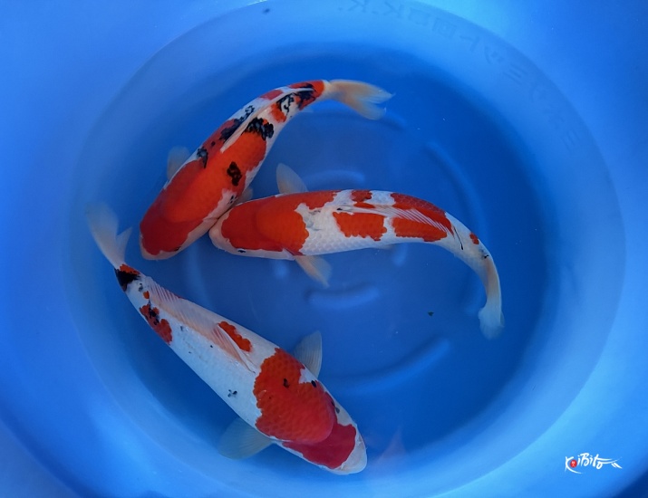 2Y Female Sanke WYSIWYG (Matsunosuke (Yamamatsu))