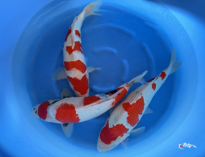 2Y Female Sanke2x / Showa 1x WYSIWYG (Matsunosuke (Yamamatsu))