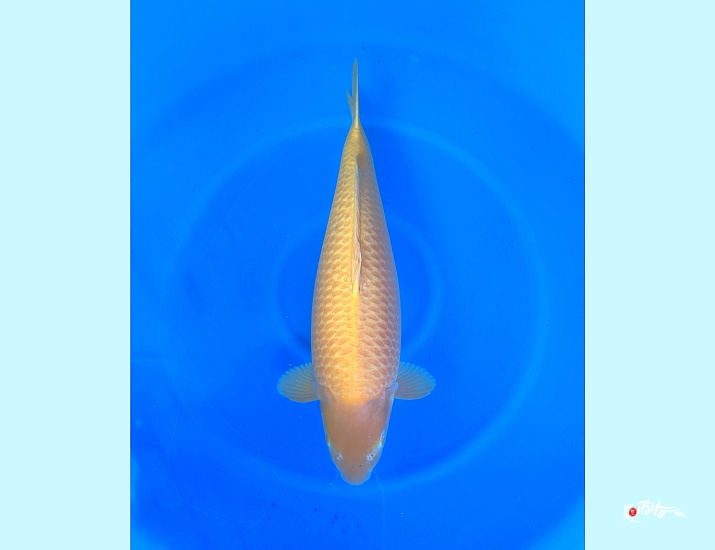 4Y HQ Kigoi - super good Koi (Hirasawa (Marusei))