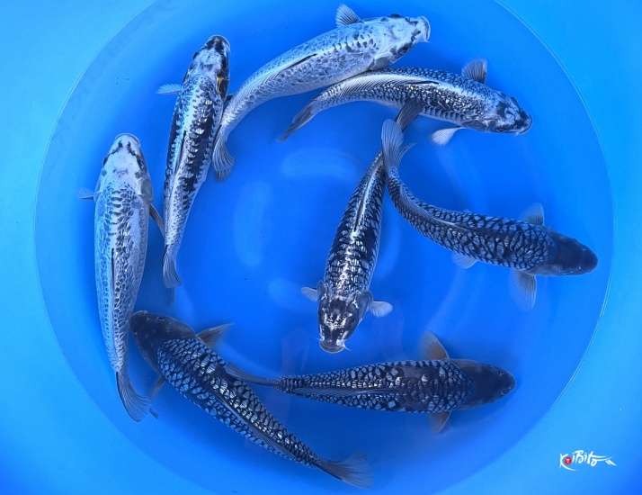 WYSIWYG 2Y Aragoke Mix x 8pcs (Takatatsu)
