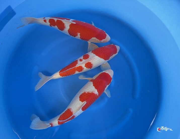 WYSIWYG 2Y HQ Male kohaku x 3pcs (Hoshikin)